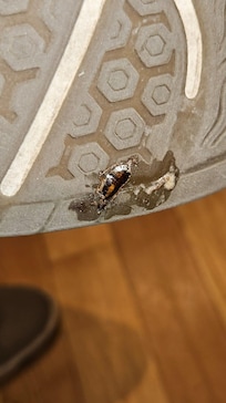 Cockroaches