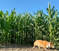 Corn dog