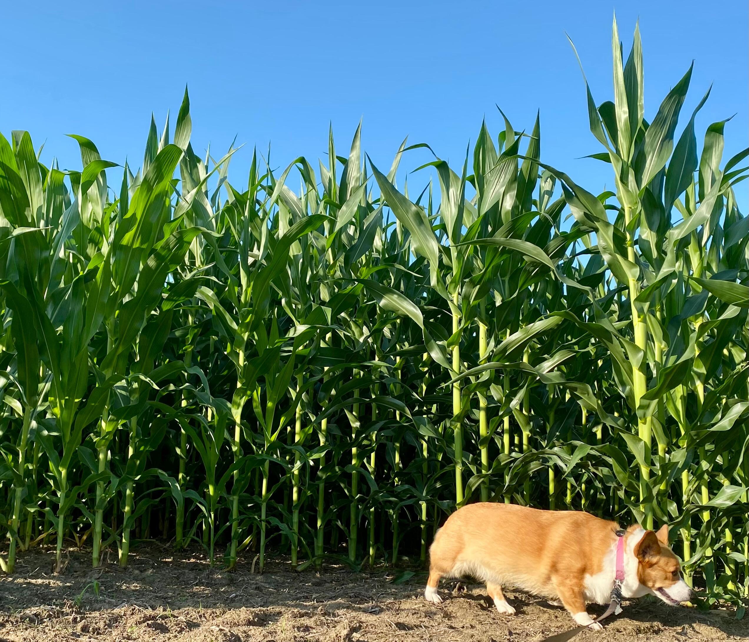 Corn dog