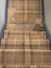 Carpet moth infestation on landing carpets