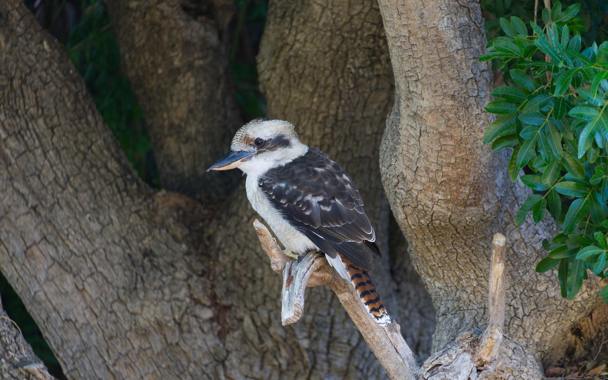 Kookaburra 