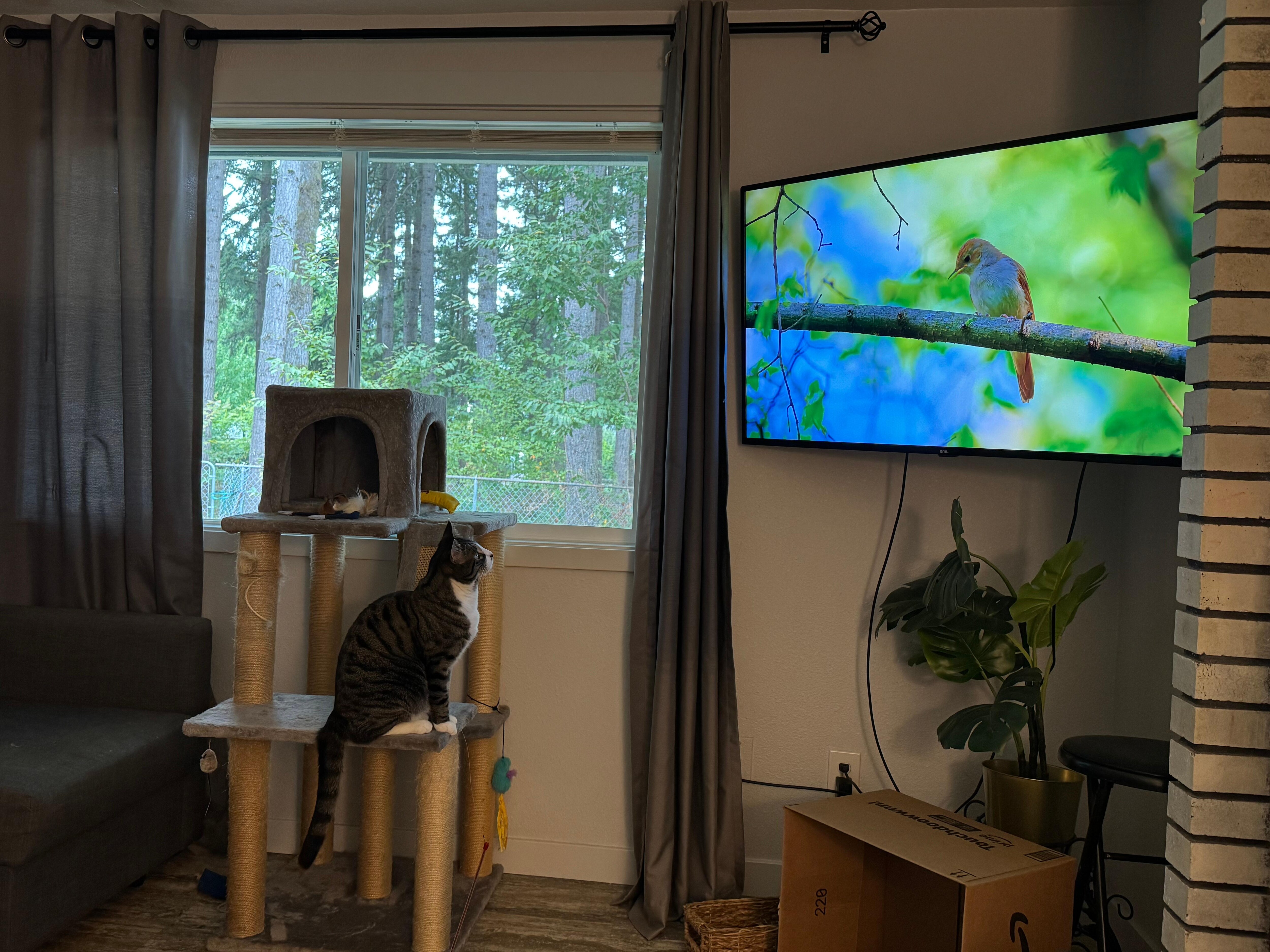 Excellent location of tv for cat shows.
