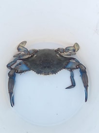 Another crab caught from dock in crab net