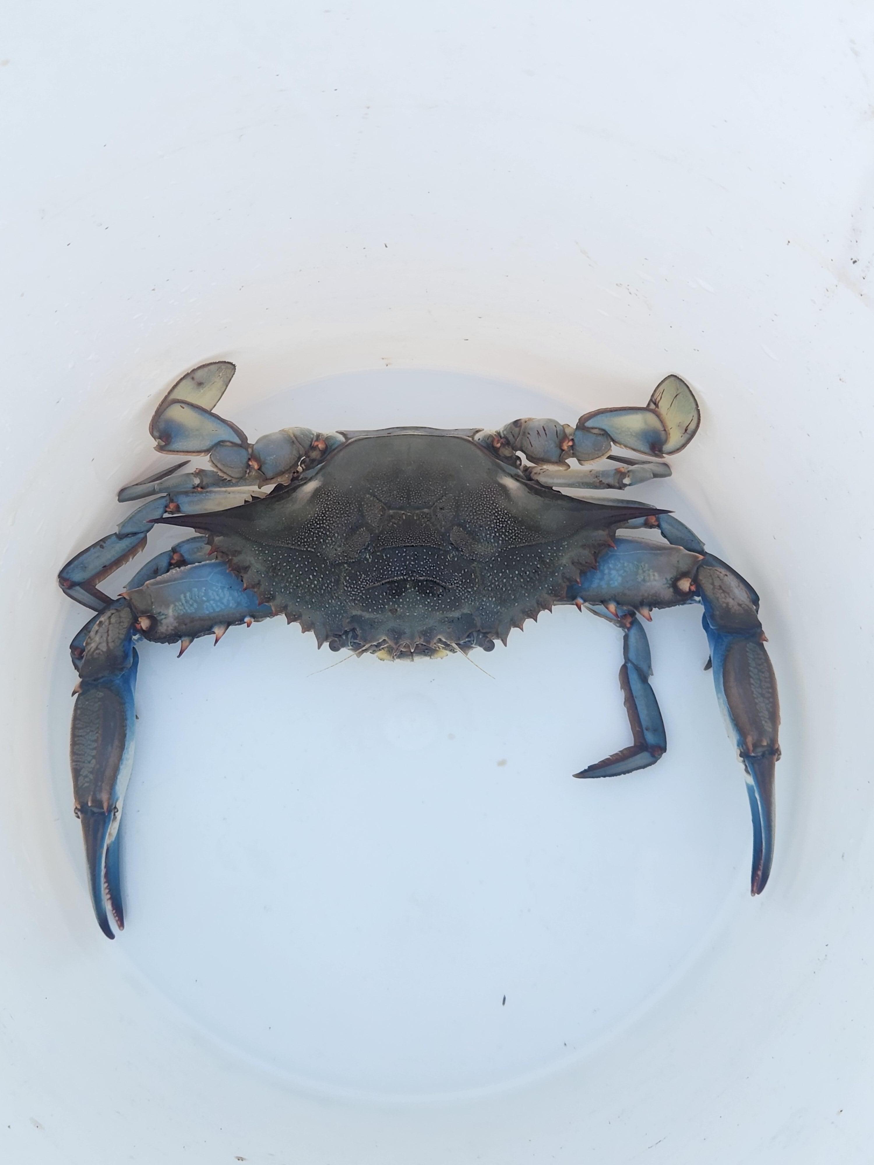 Another crab caught from dock in crab net
