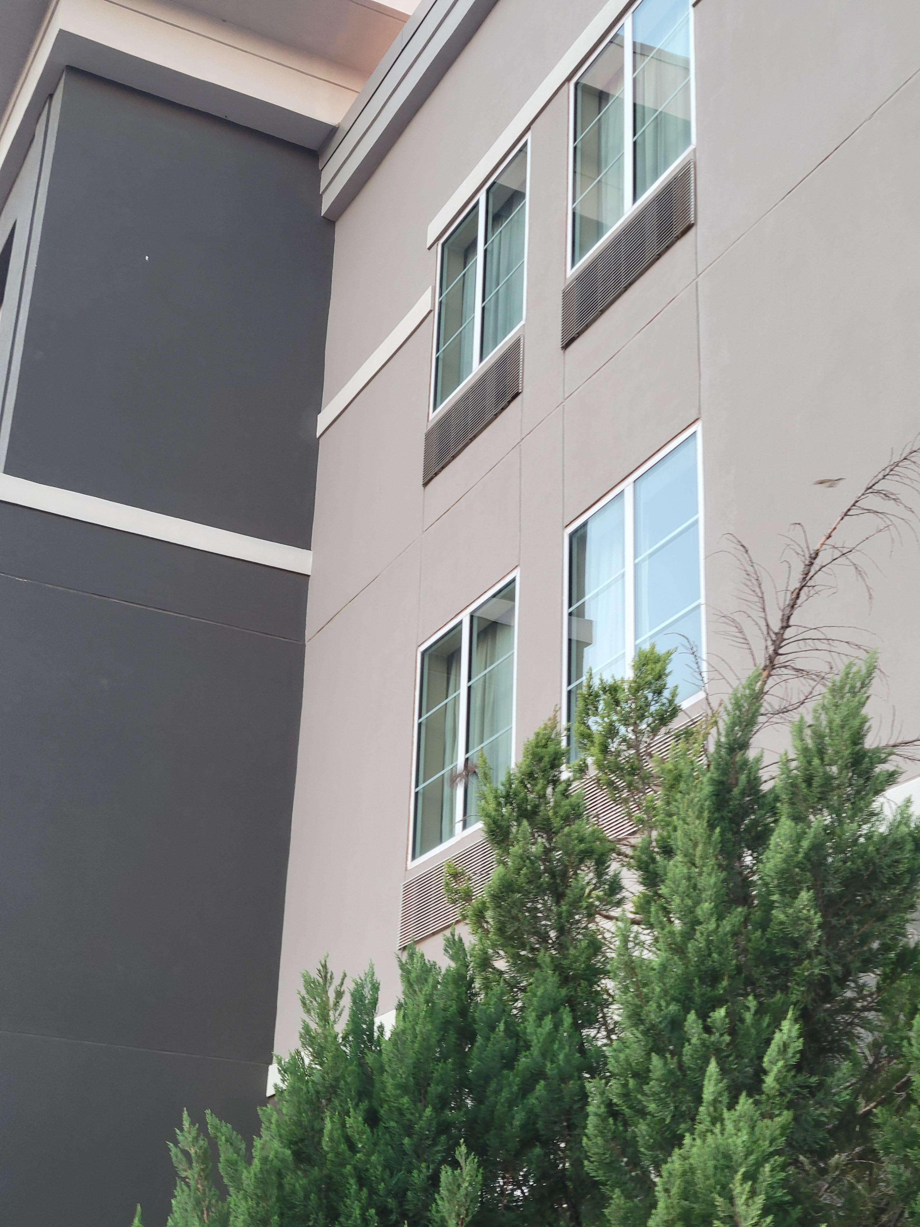 There was a chirpy bird party in this bush!