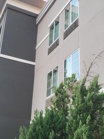 There was a chirpy bird party in this bush!