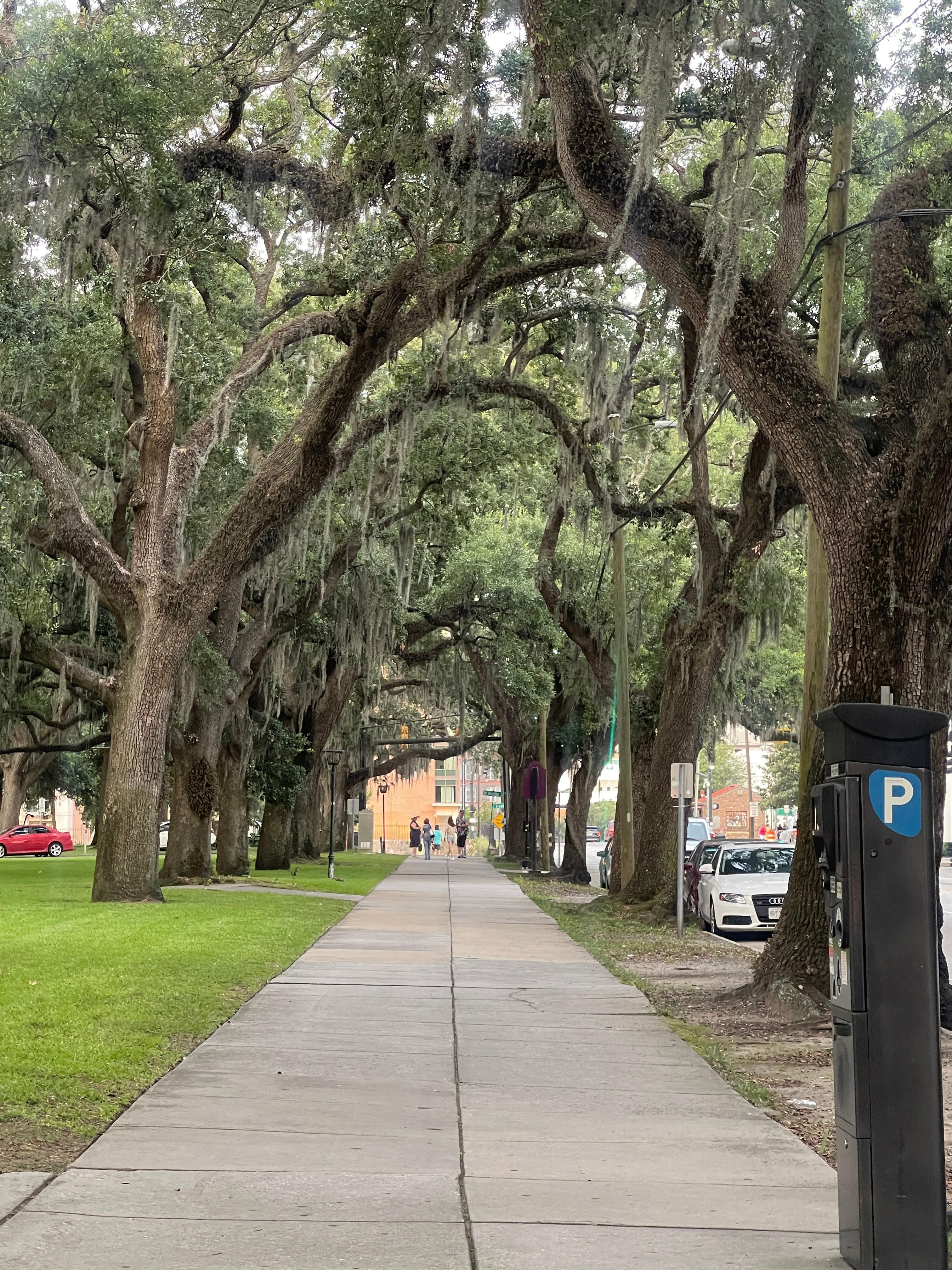 Savannah street