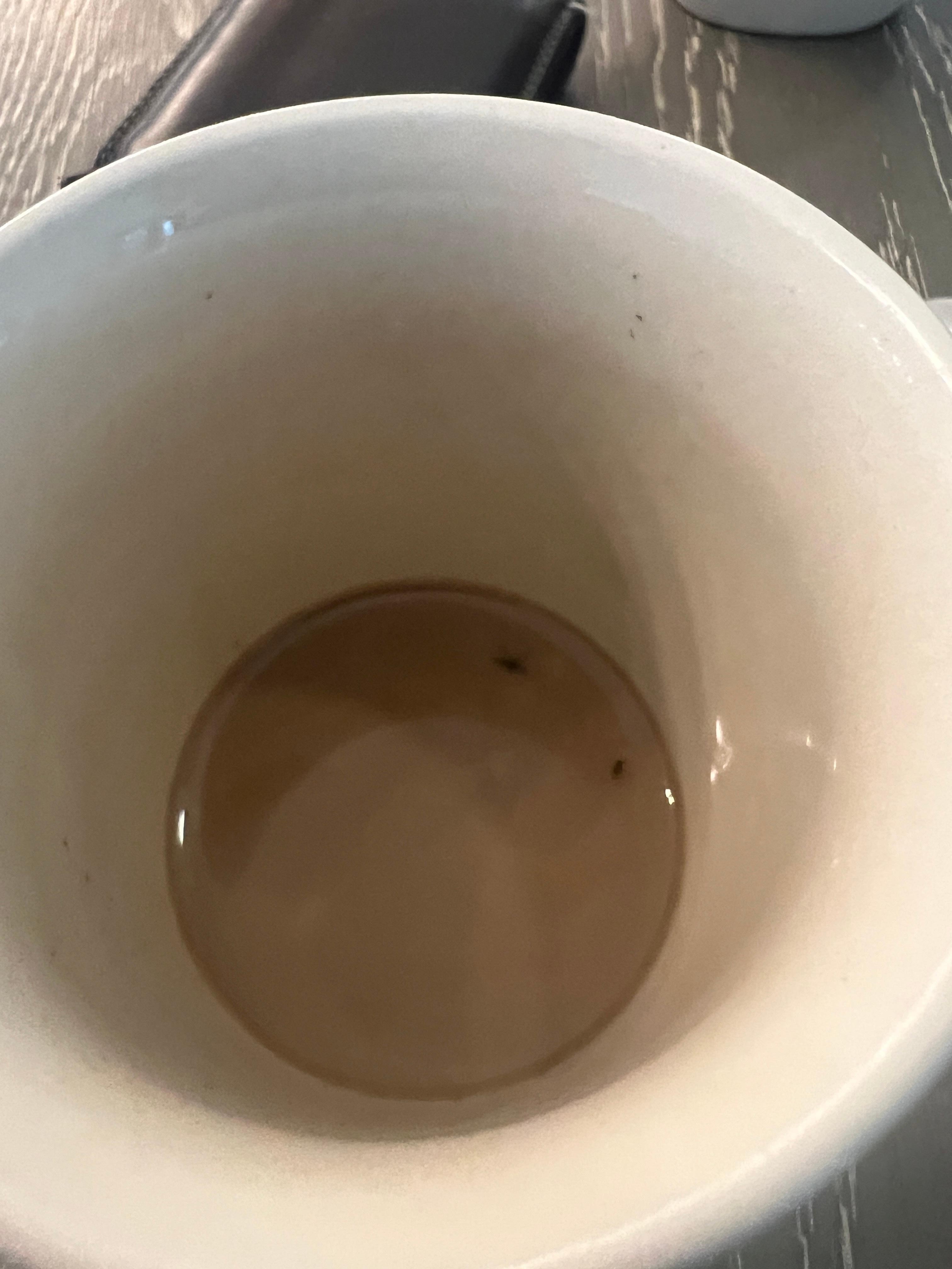 more coffee flies