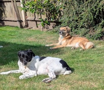 Back garden at Admiral. Completely dog proof