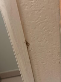 Un exemple de nid de fourmi