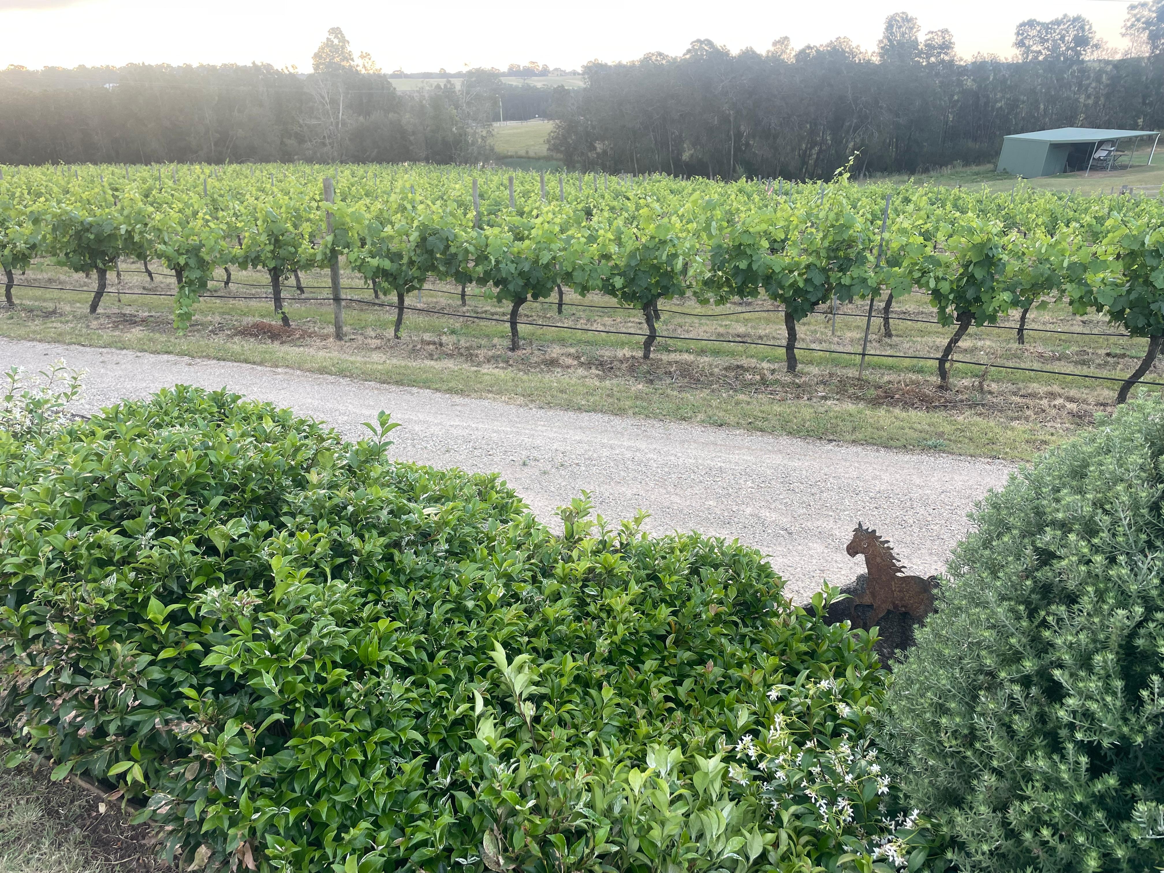 Overlooking the vineyard from the back lawn