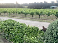 Overlooking the vineyard from the back lawn