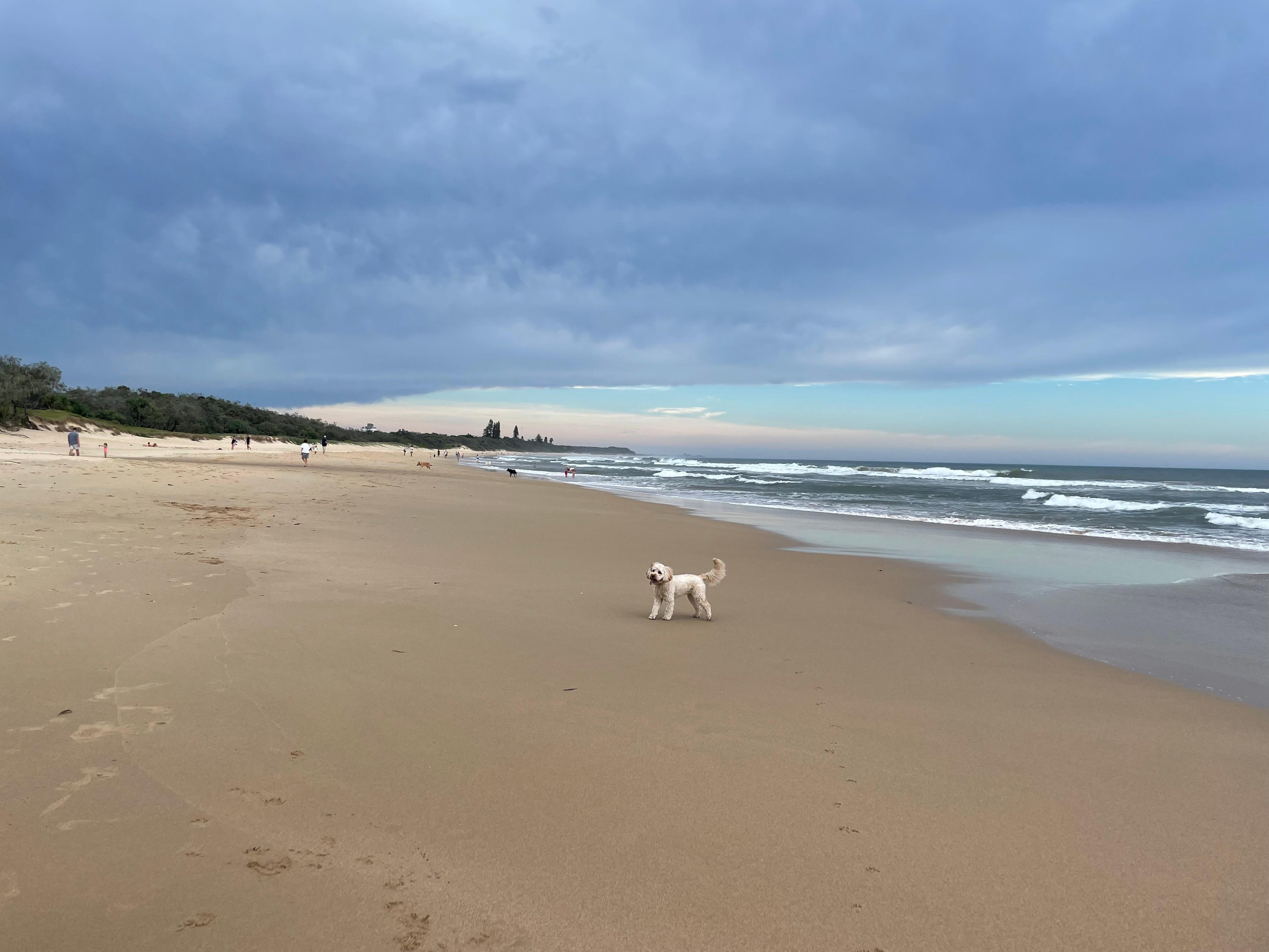 Dog beach was soo close! 