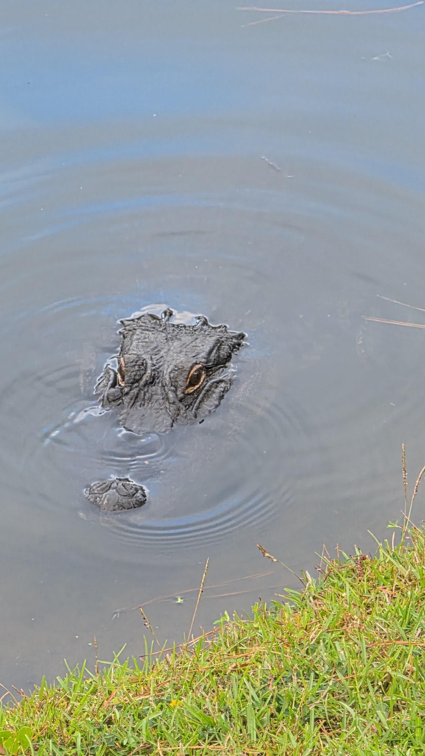 Gators in pond behind villa