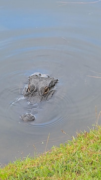 Gators in pond behind villa