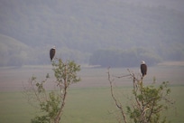 Bald Eagles (smoke from fires up north)
