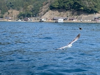 カモメの餌やり