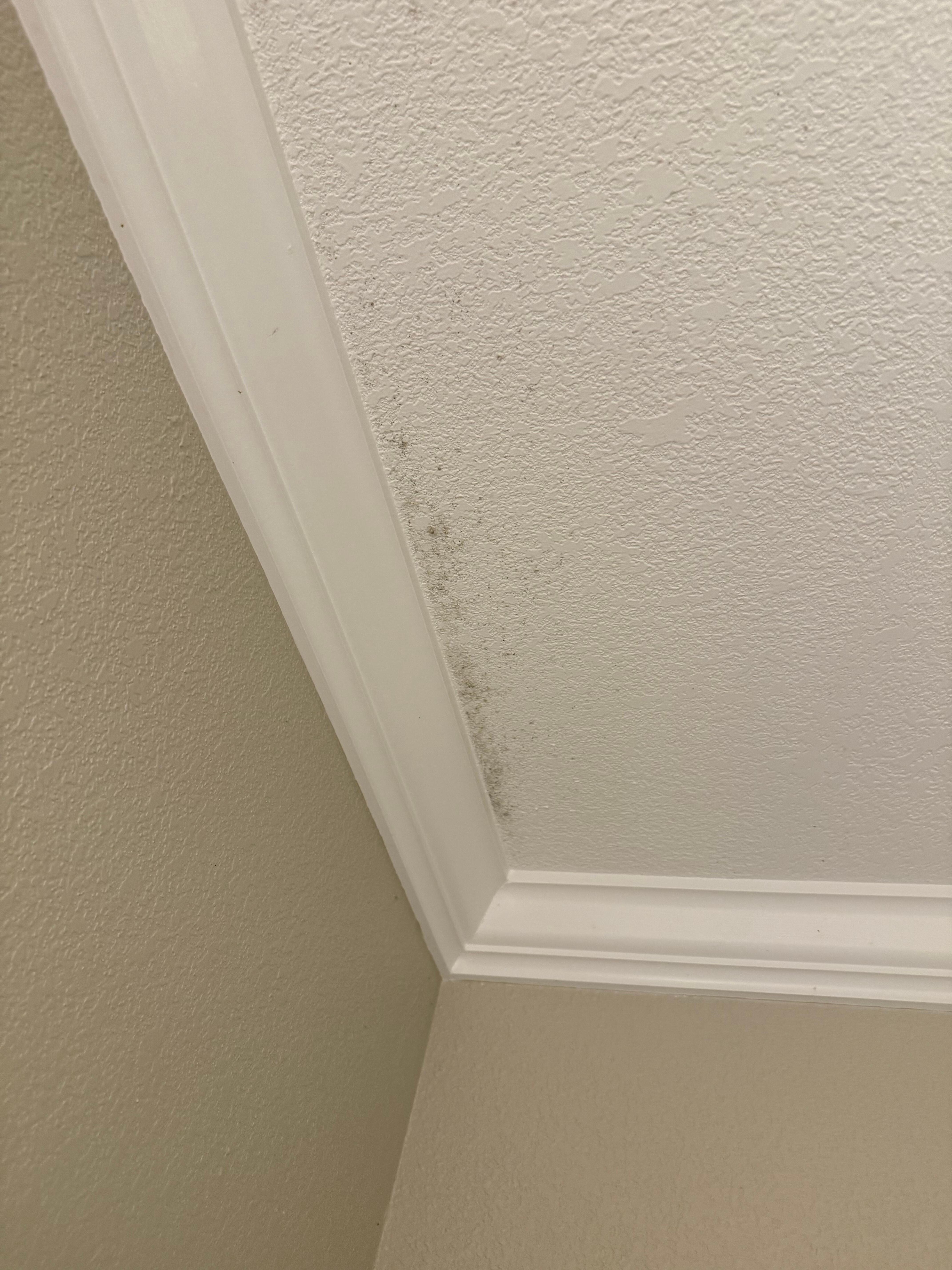 Mold above downstairs shower