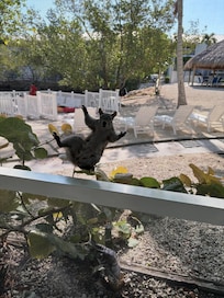 Friendly wildlife