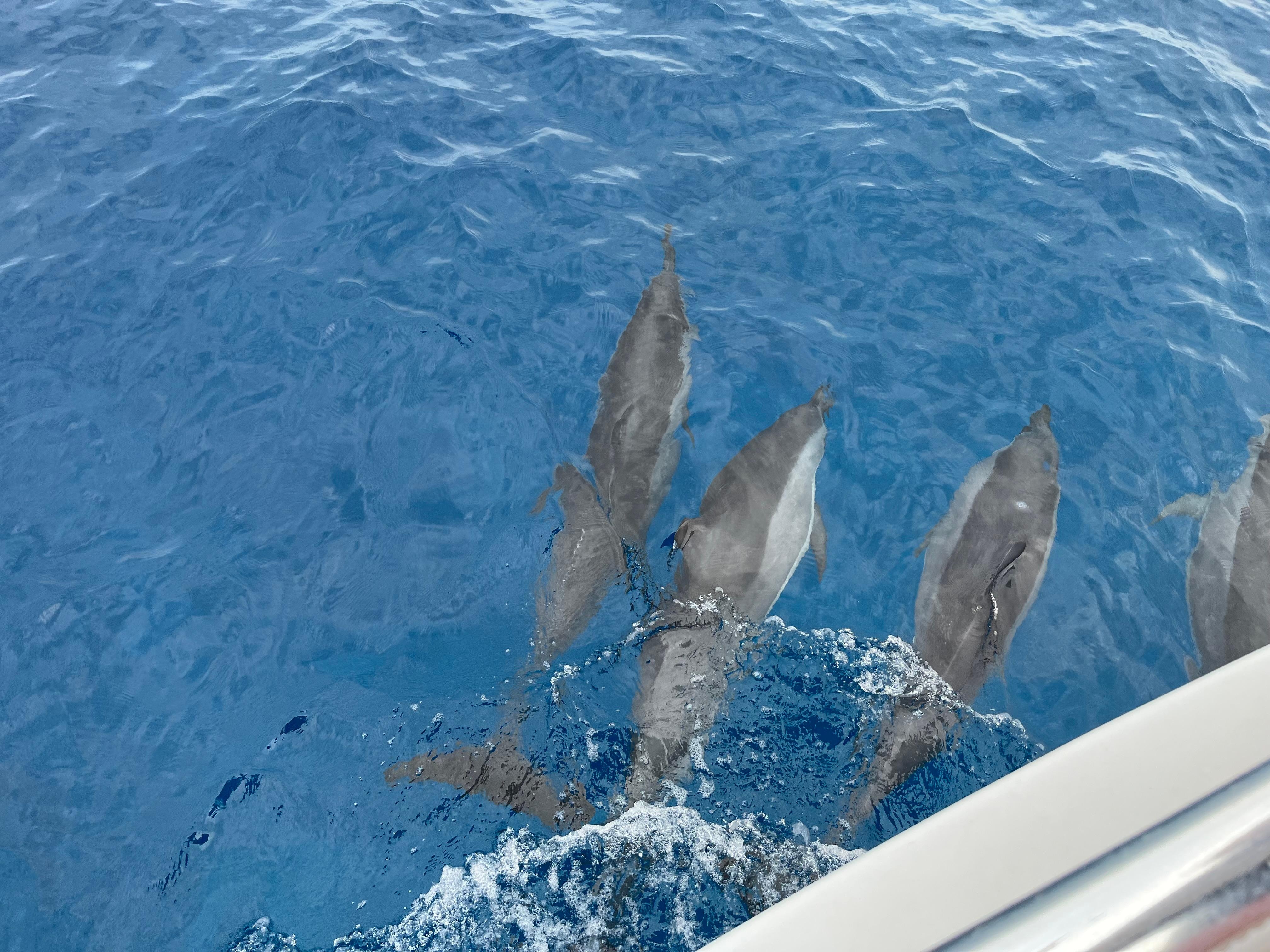 swimming with the dolphins