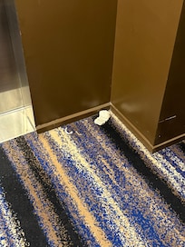 Sock in hallway stayed there the whole time