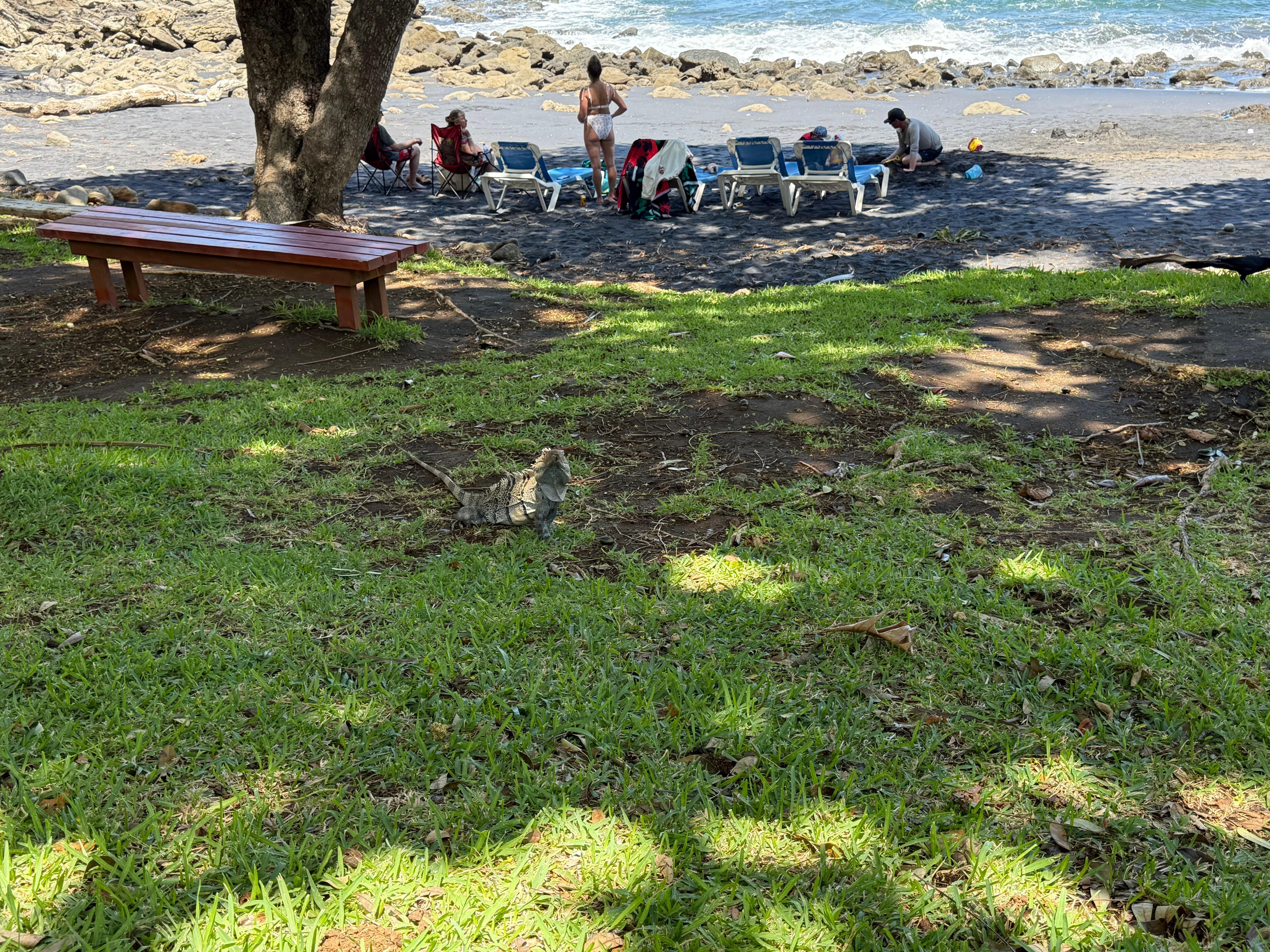 An iguana came to sit near me.