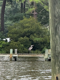 Henry the Heron