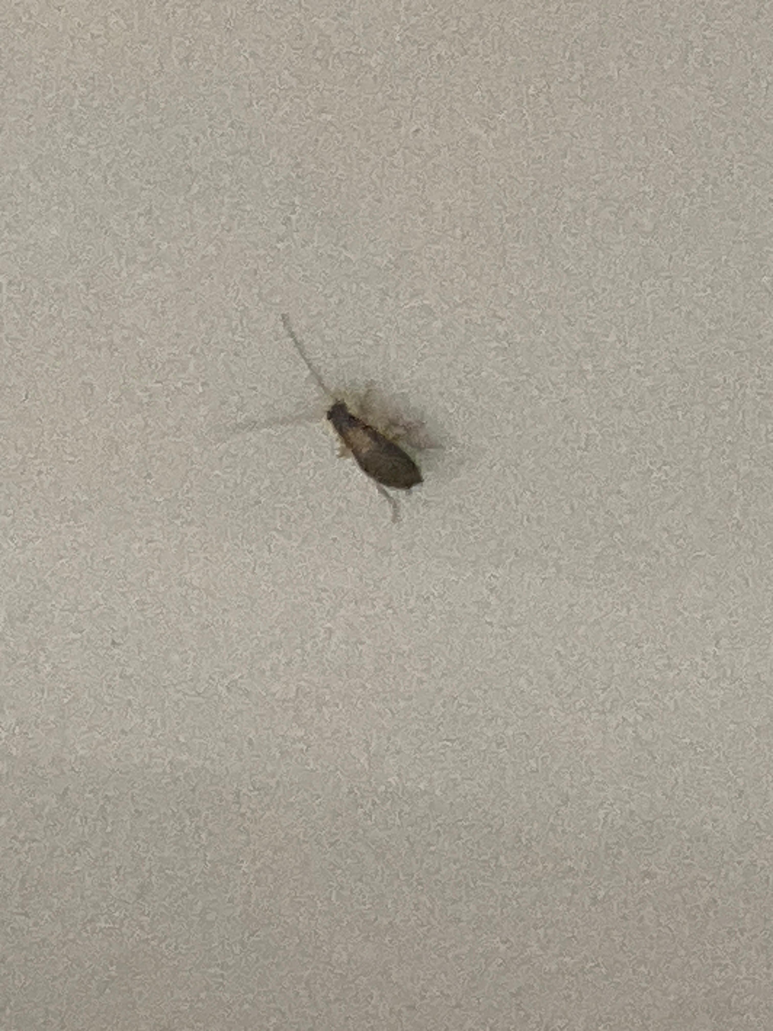 A baby roach that my grandson has seen in this room on the counter