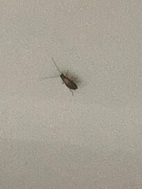 A baby roach that my grandson has seen in this room on the counter