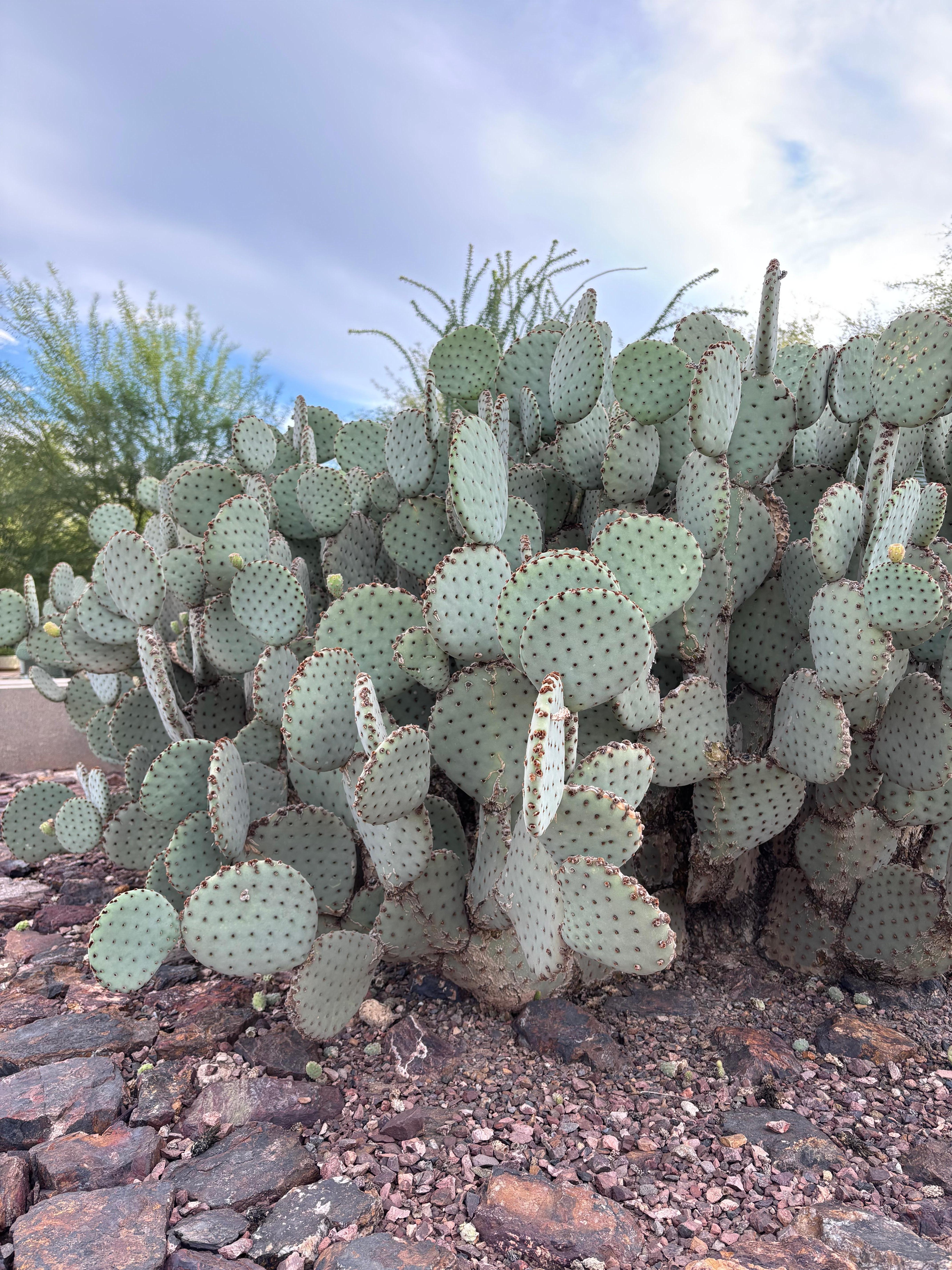 Desert Botanical Garden 