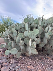 Desert Botanical Garden