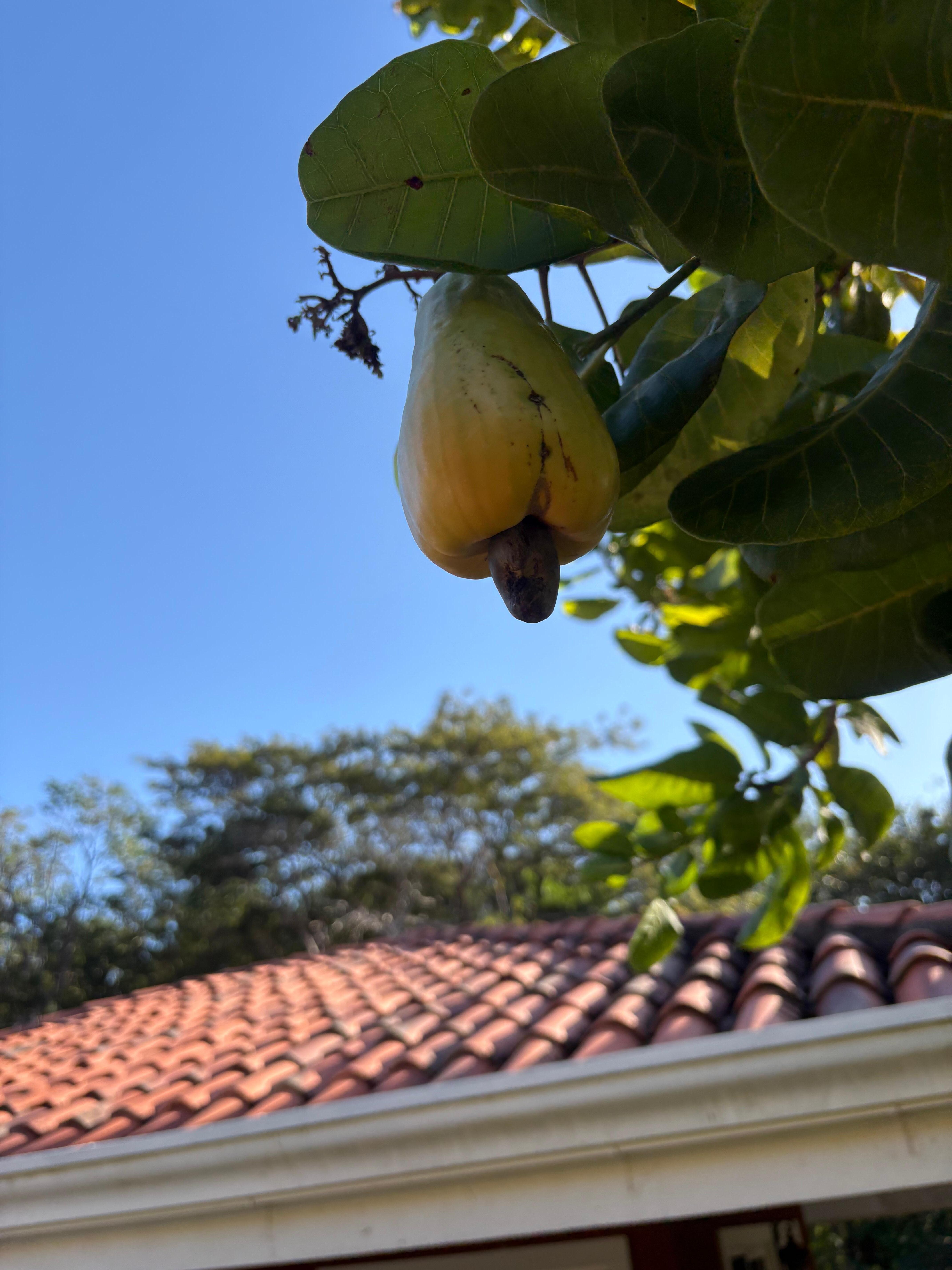 Still wondering what this fruit is. 