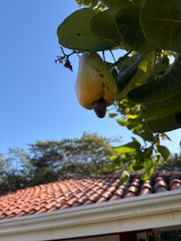 Still wondering what this fruit is.