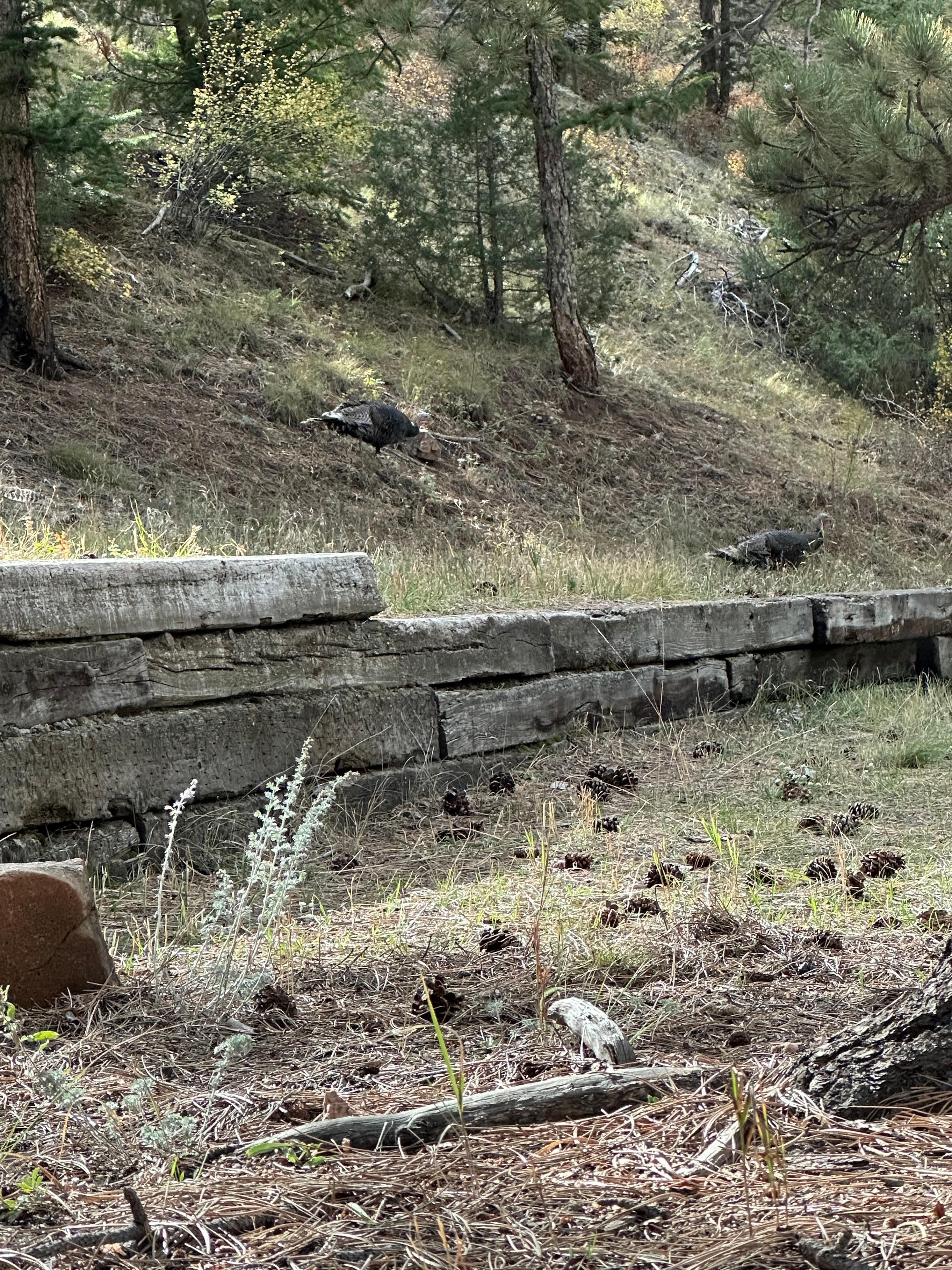 Turkeys greeted us!