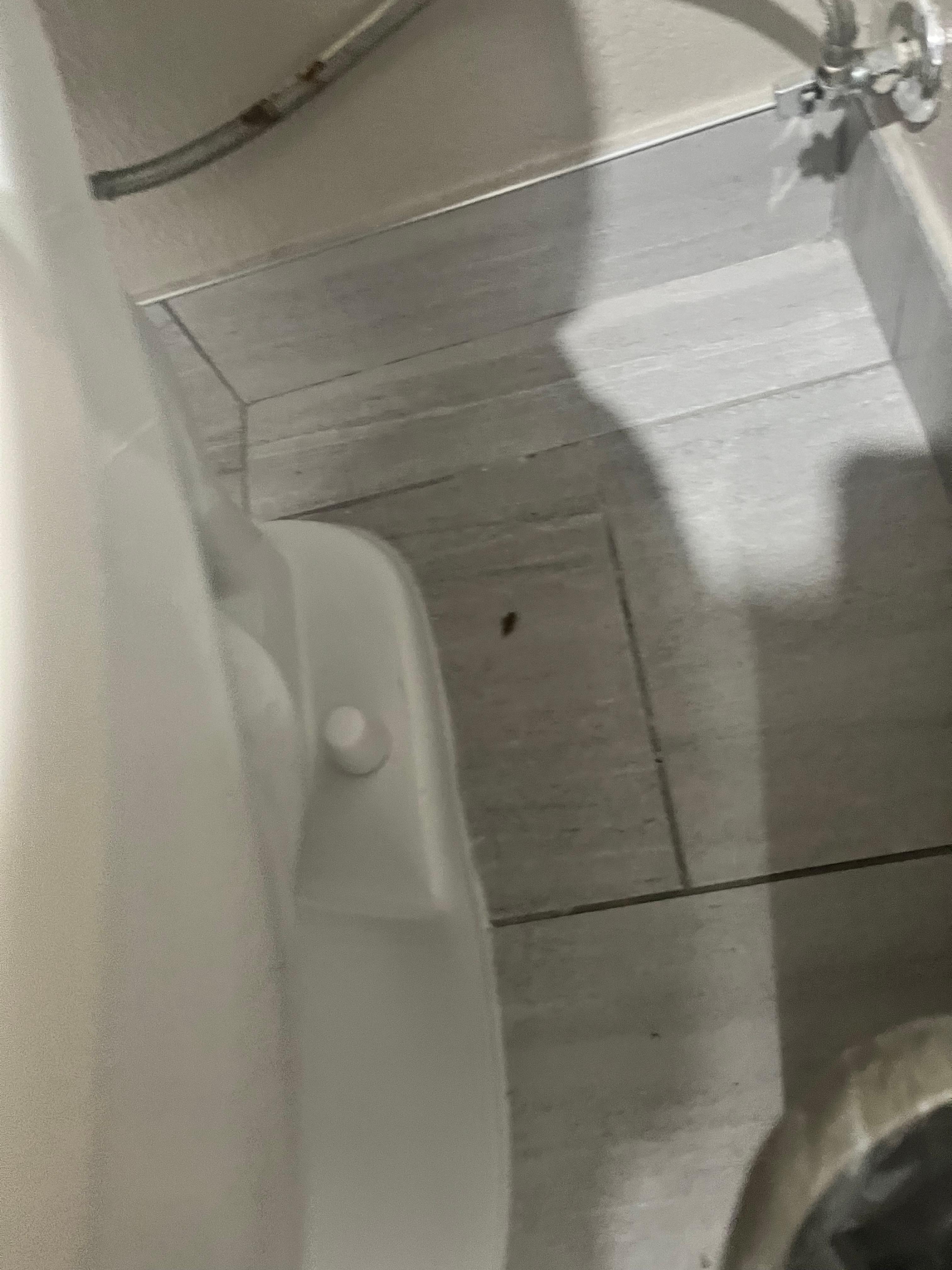 Screenshot of a video recorded in the bathroom of a roach 