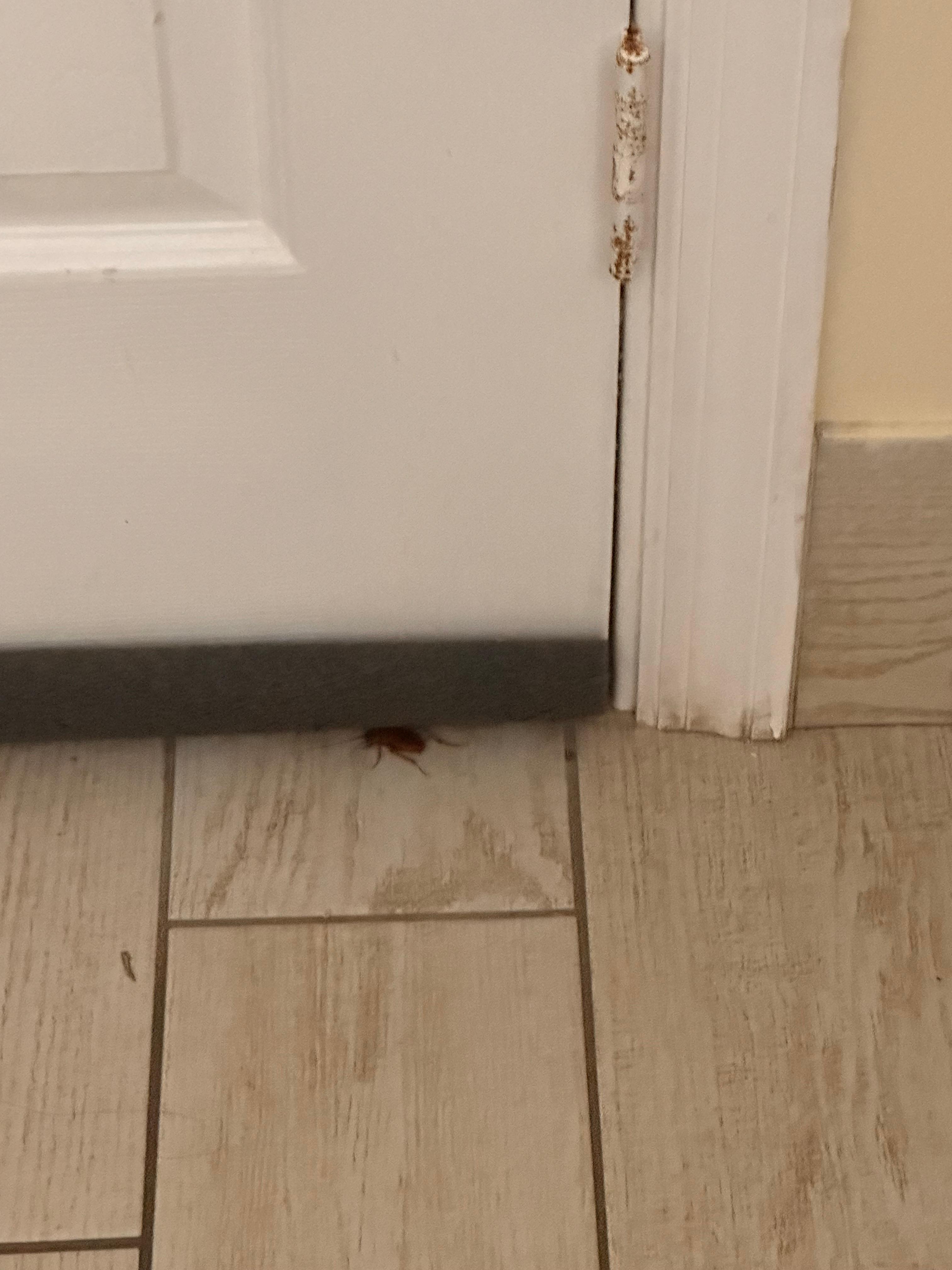 The room already had a guest in it