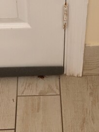 The room already had a guest in it