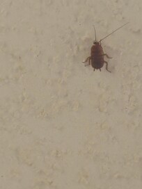 Cockroach on the ceiling in the kitchen.