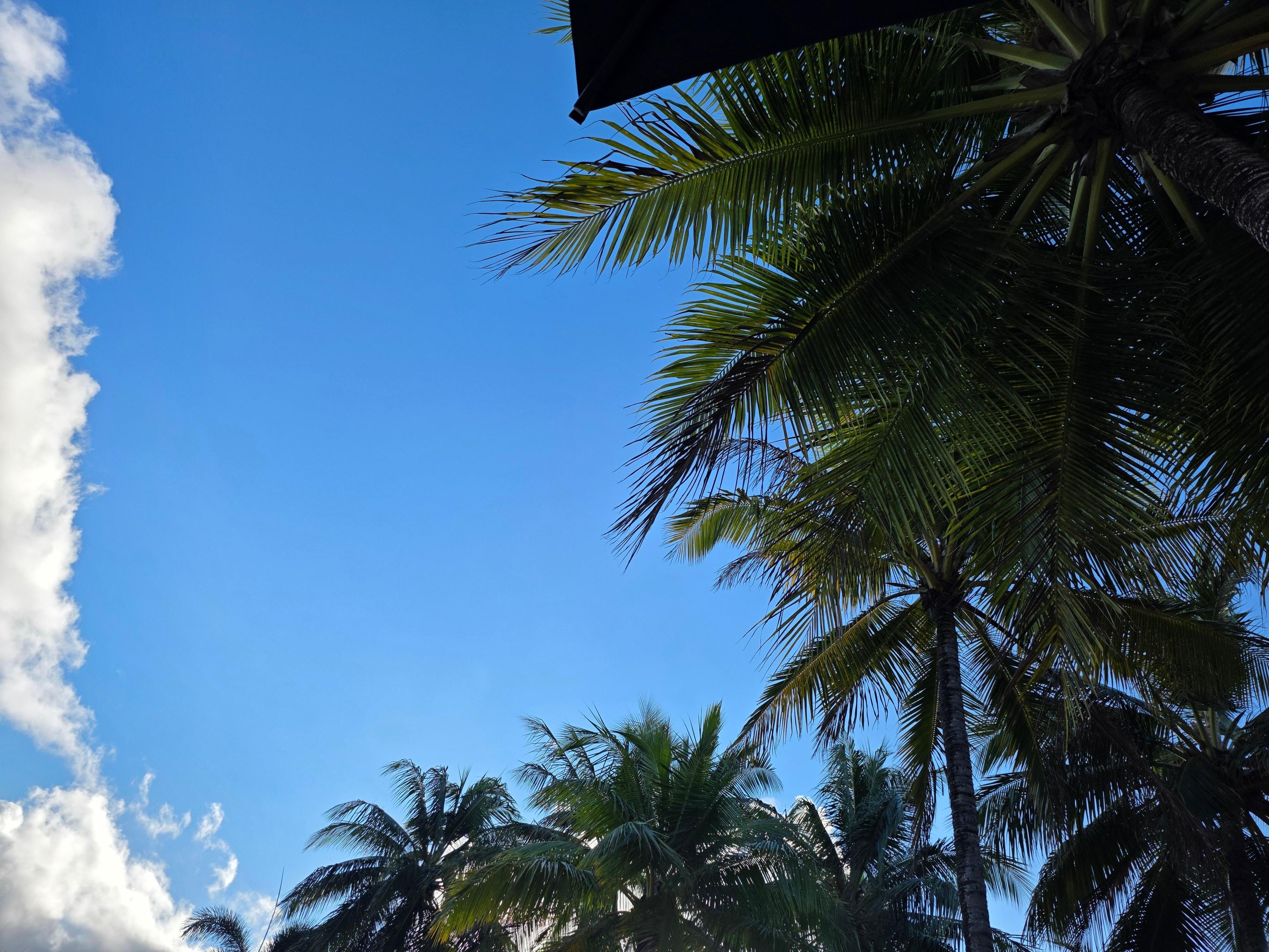 Beautiful one day. Perfect the next.