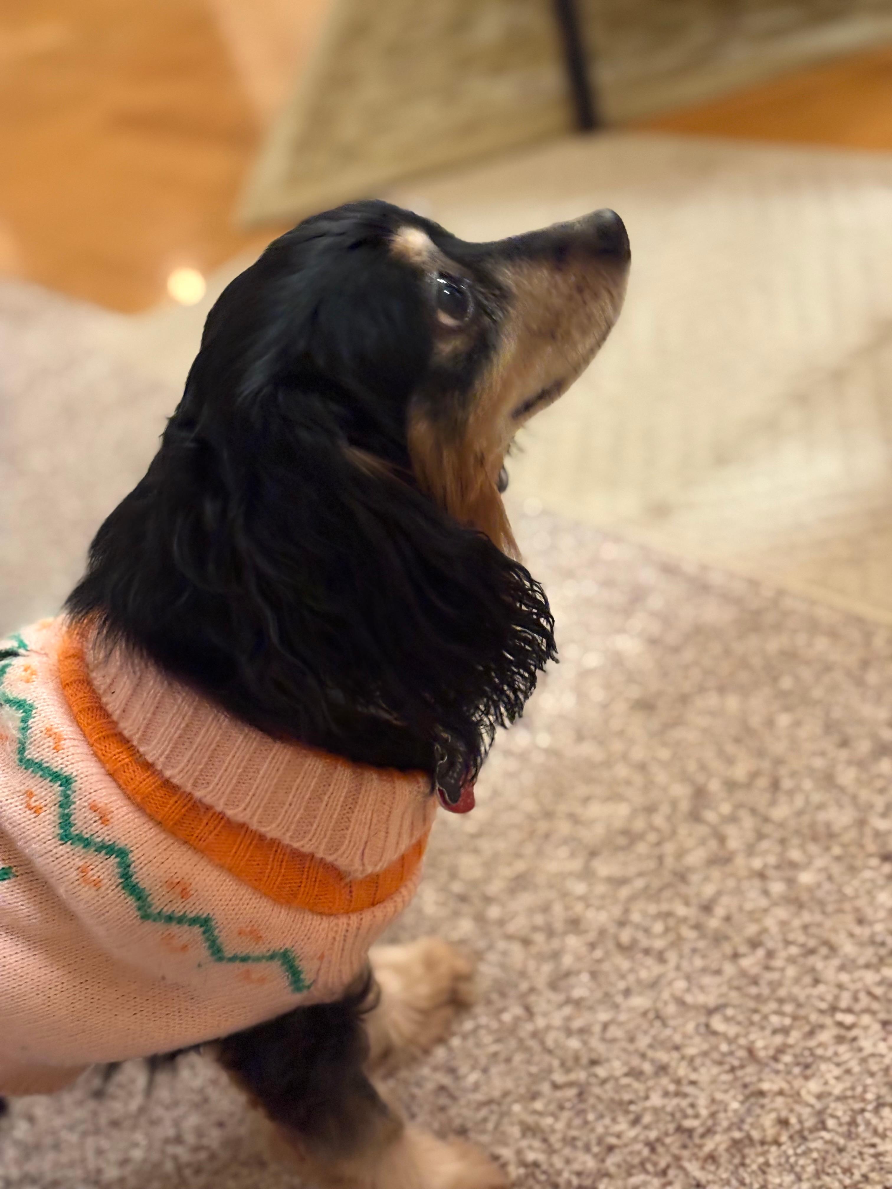 Pooches are very welcome