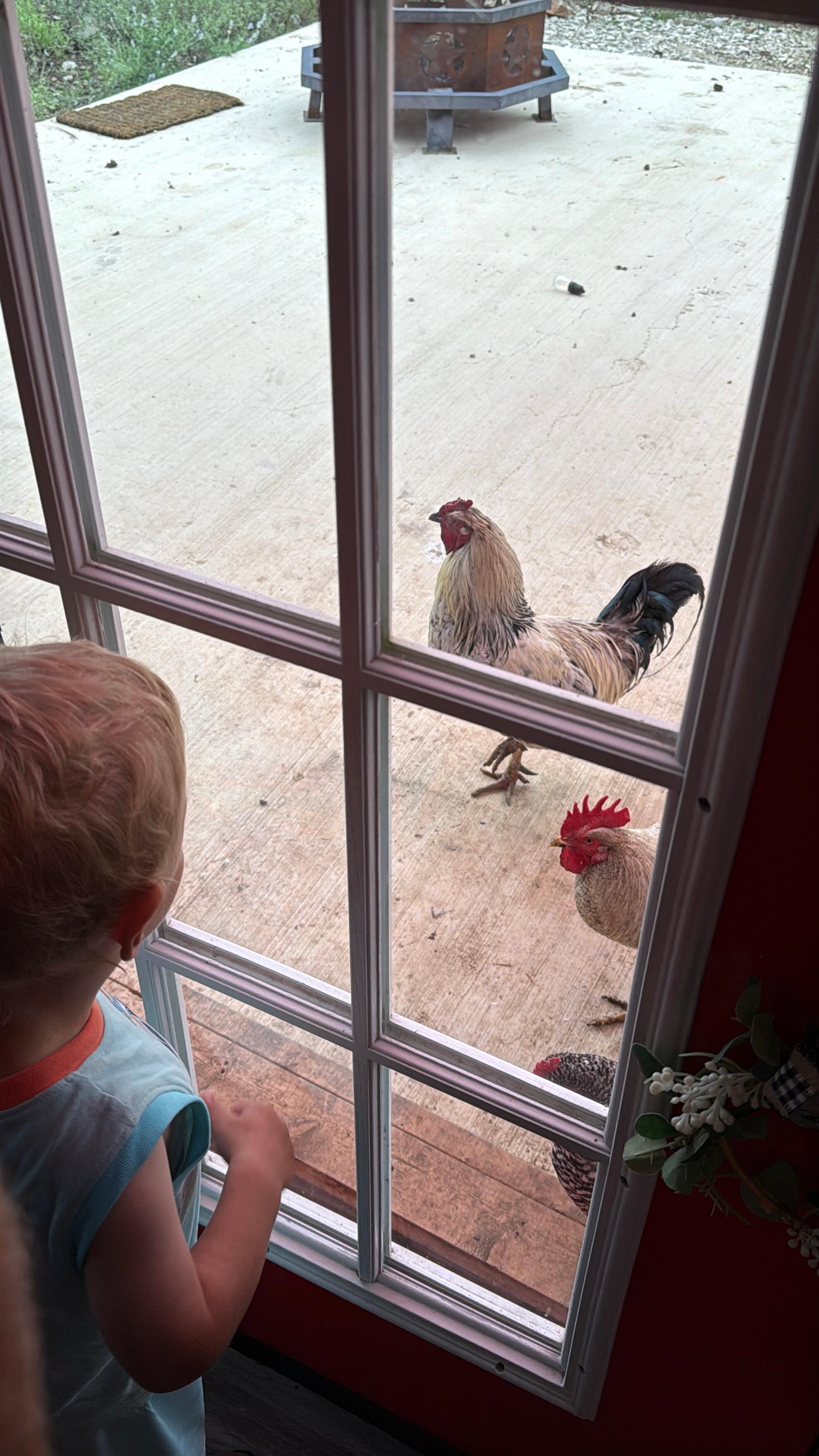 These guys loved the goldfish we brought and they kept the windows clear of bugs! 
