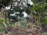 Deer near our building