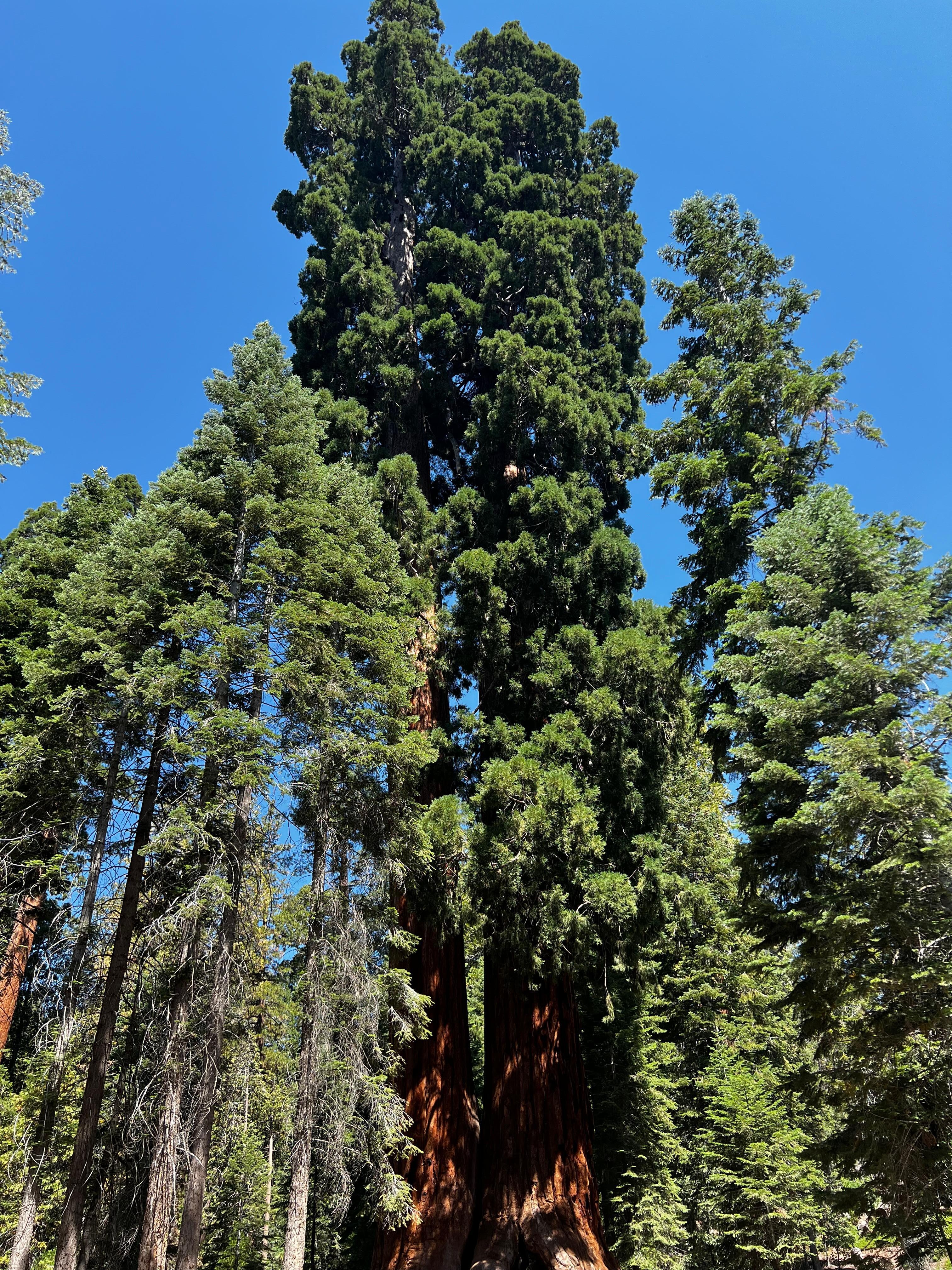 Giants close by cabin 