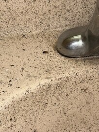 Roaches in bath
