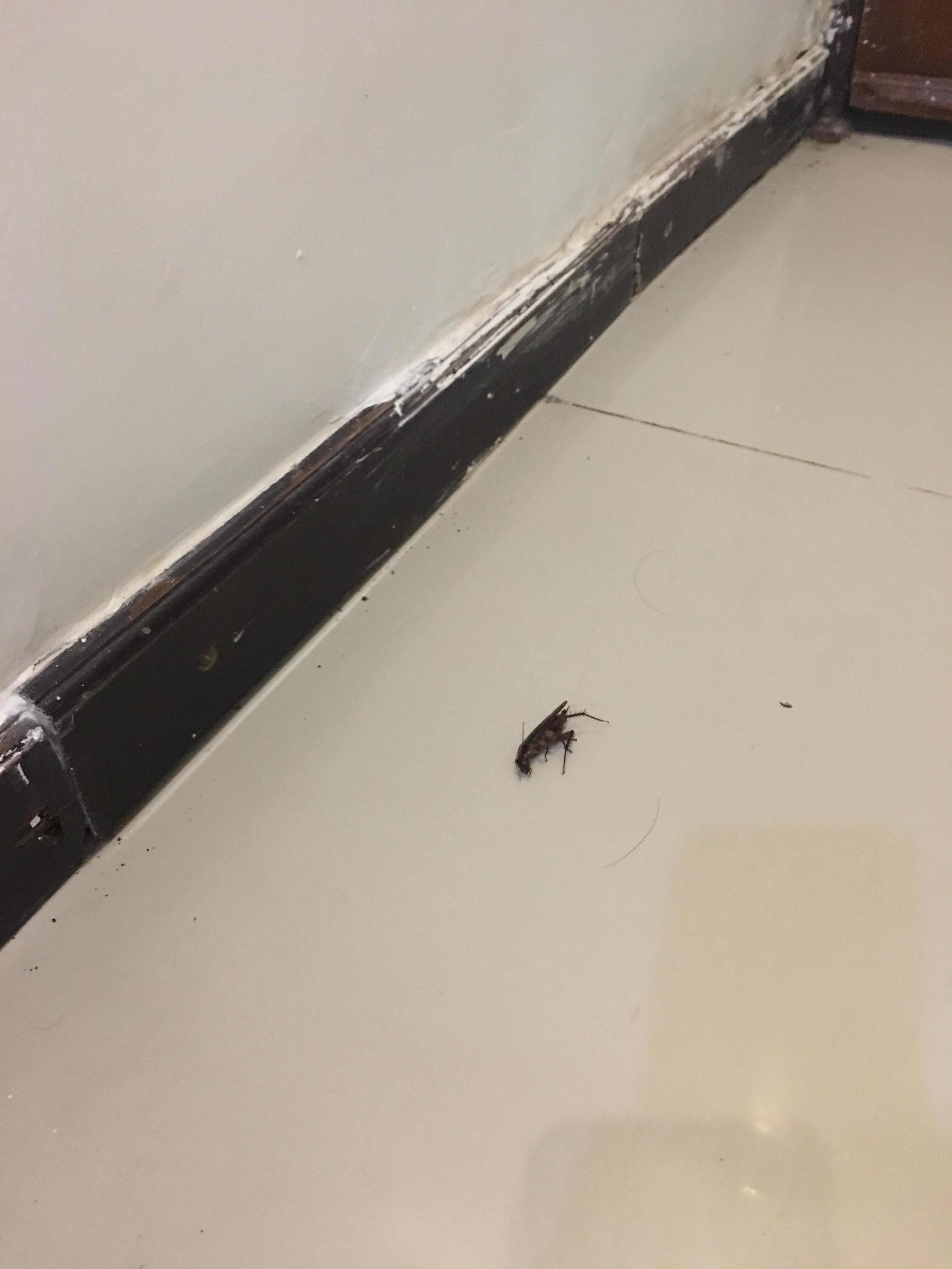 Half dead cockroach on the floor.