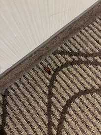 The dead roach