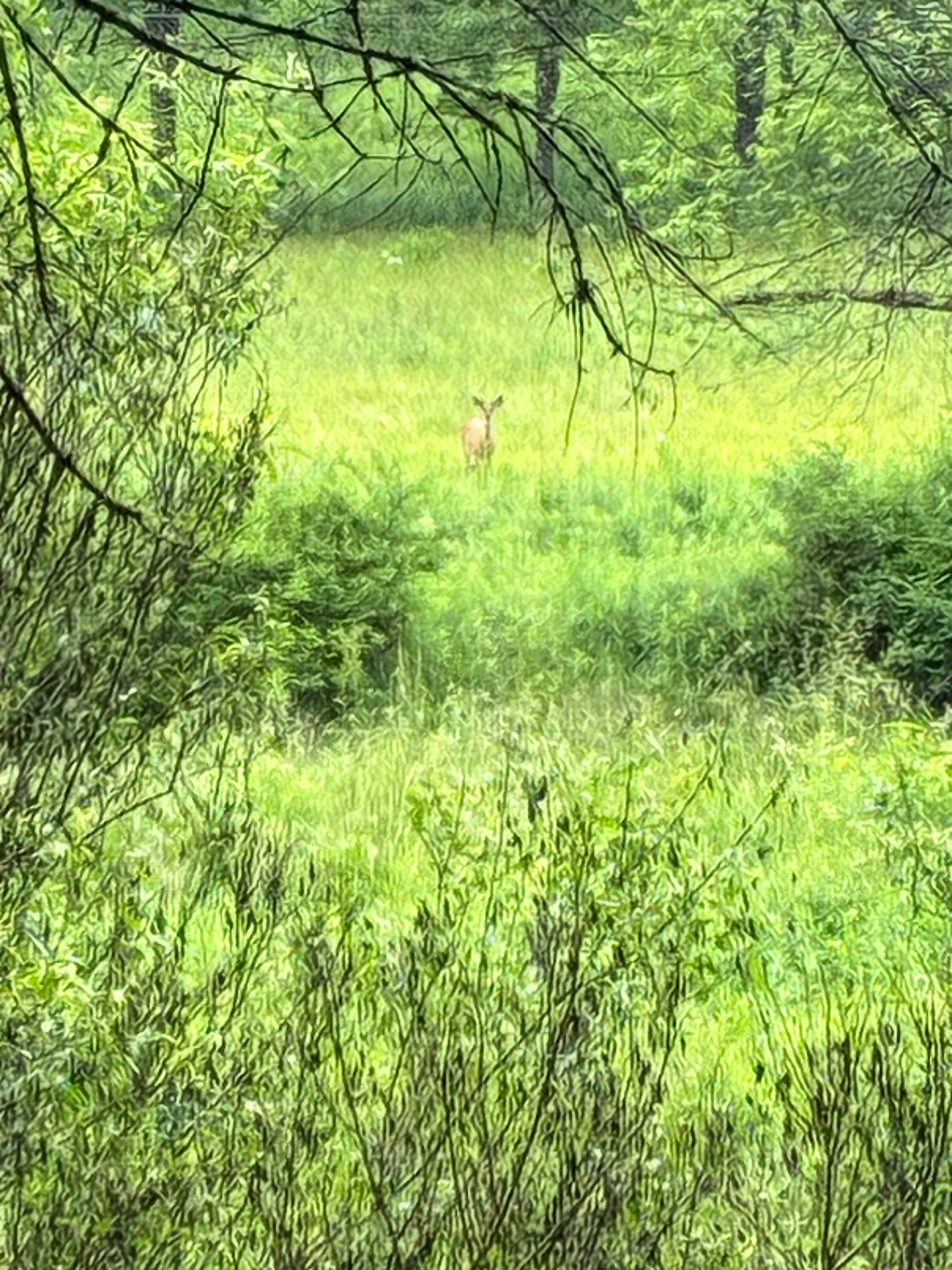 Lots of deer sightings