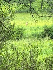 Lots of deer sightings