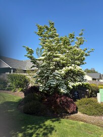Neighborhood photo of lively tree and sign