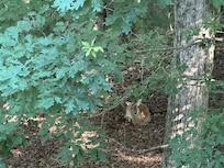 Deer in the backyard!